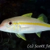 goatfish_yellow_cow_kl_h_0016_fla0715.jpg